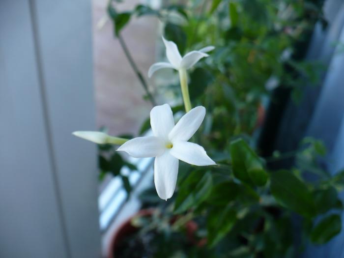 P1070841 - Iasomie de camera - Jasminum