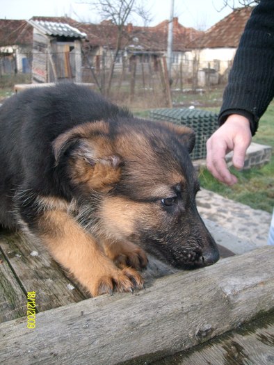 catei ciobanesc german - ciobanesc german