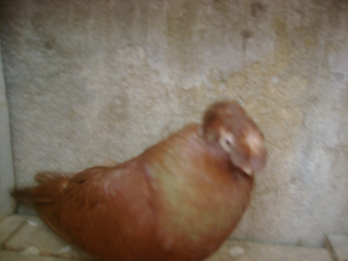 pozedecembrie 2009 190 - poze decembrie 2009