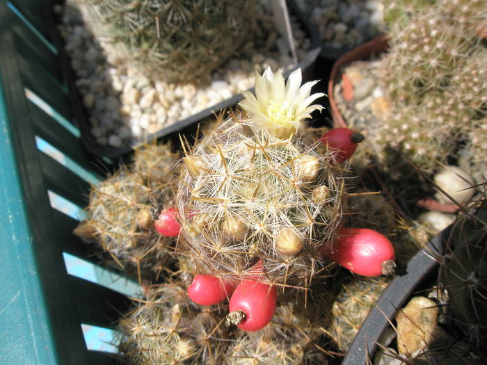 Mammillaria prolifera floare, boboci si fructe - 27.04 - Mammillaria