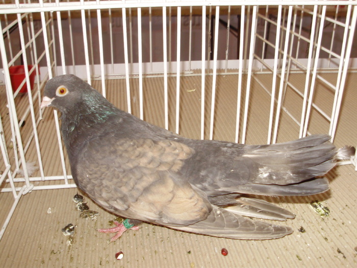 orbetean 7 - 1510 rz