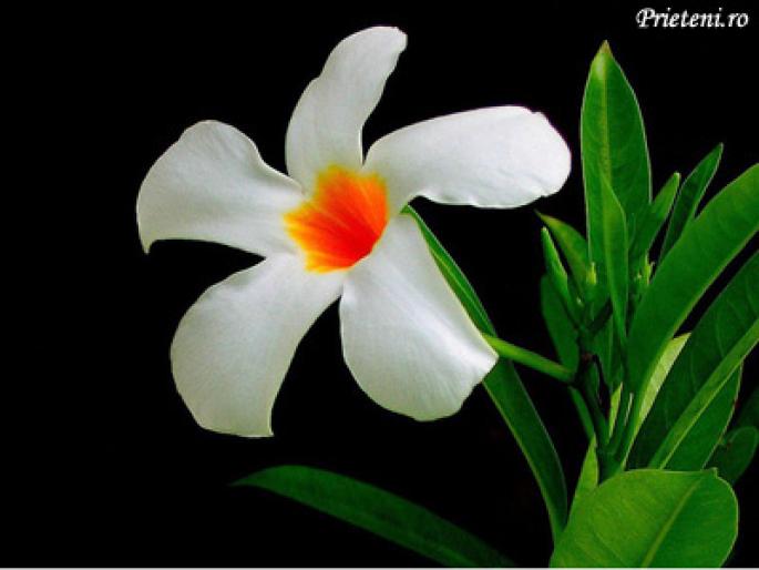 felicitare303b - animale si flori