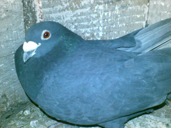 gshg - Porumbei voiajori