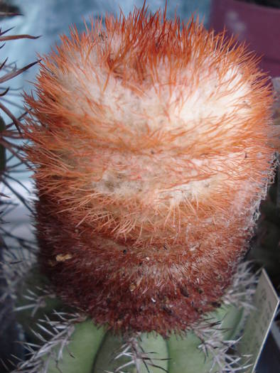 Melocactus - Cactusi