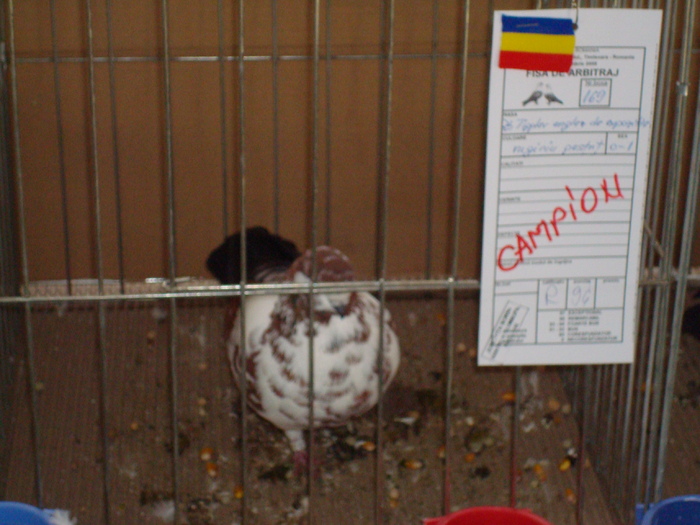 DSC04906 - Campioni de toate rasele la Expo Fauna Banatului 2009 Timisoara