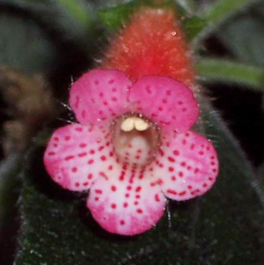 Kohleria PERIDOTS KITLOPE - Kohleria si Sinningia seminte cumparate