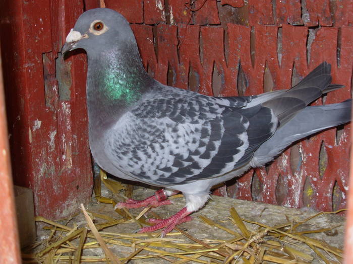 F Hung -96 - Fosta Reproducere