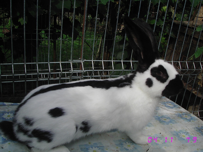 IMG_7090 - viitoriiiiiiiiiiiiii campioniiiiiiii 8