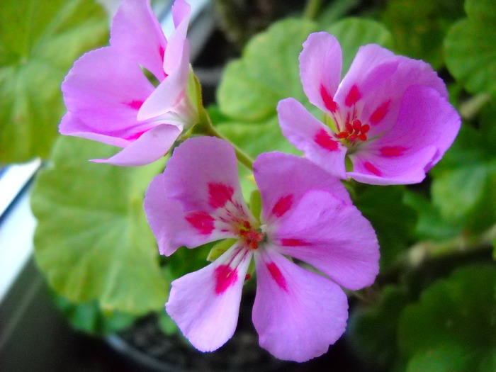  - Pelargonium