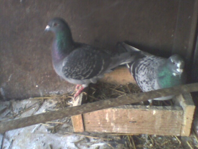 IMG_0545 - 3 Porumbei mei