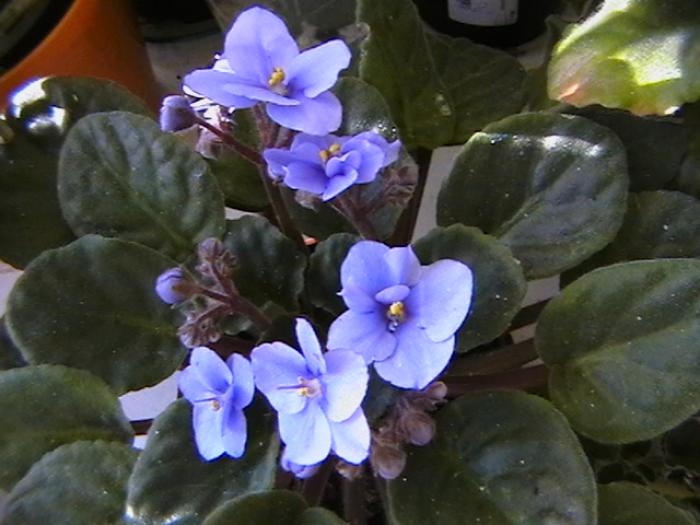 IMGA0548 - violete 2009