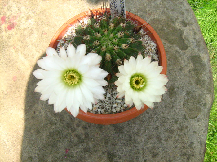 acanthocalycium thionantum - cactusii mei