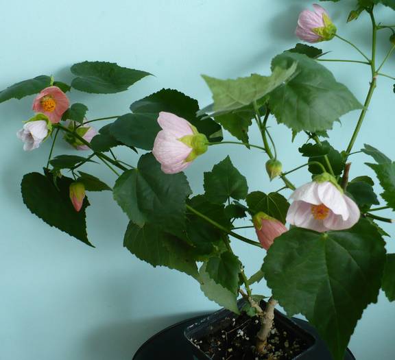 P1140511 - ABUTILONI