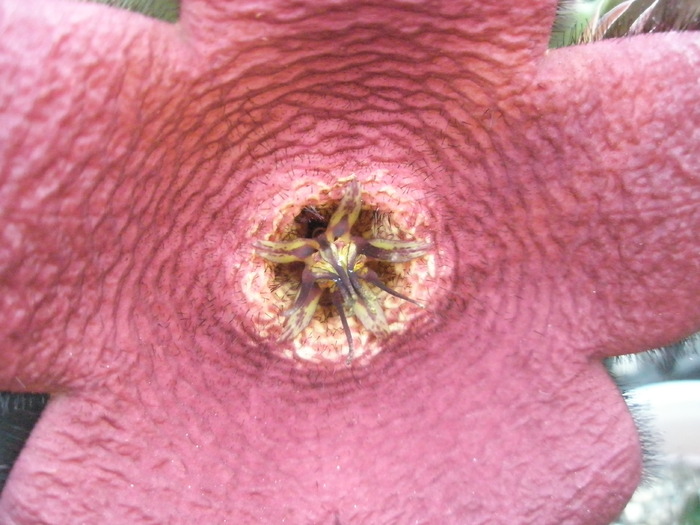 Stapelia comparabilis - 03.09