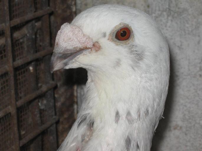 Voiajori Germani linie veche