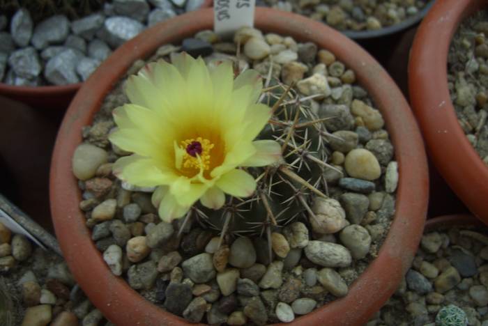 Notocactus submammulosus 13.06.09