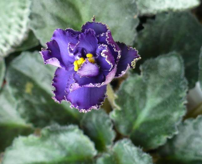Ozio "sportiva" - Saintpaulia - violete de camera