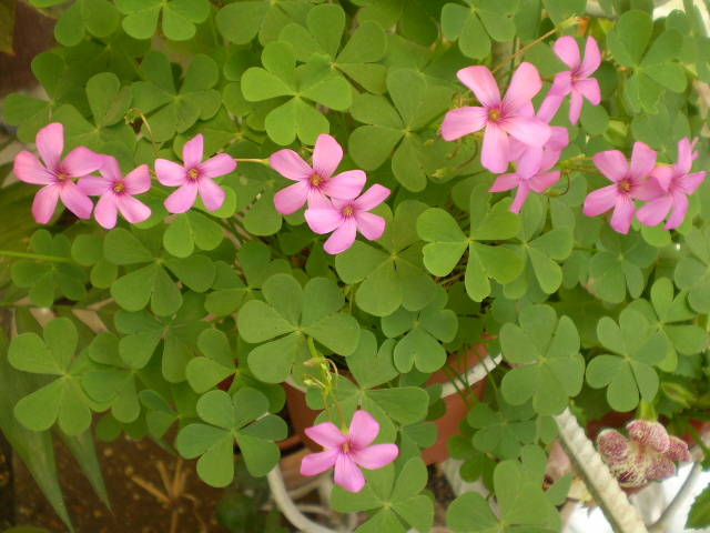 oxalis - flori de gradina 2009