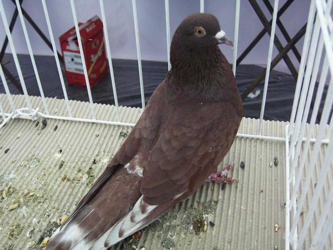 rosutgv da 9 - 1502 partea 3