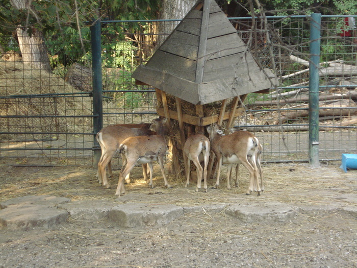 Picture 078 - zoo targoviste