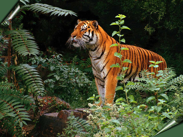 23; un tigru cu culoare deschisa
