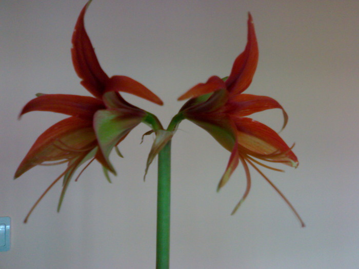 Hippeastrum cybister 'Merengue'; o noua achizitie minunata
