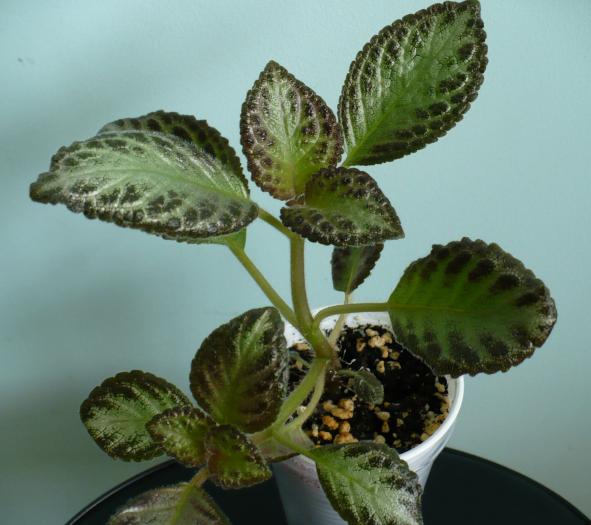 Silver Skies - Episcia 2009 - 2010 - 2012 - 2014