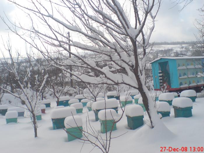 DSC00557 - stupina lui ovidiu