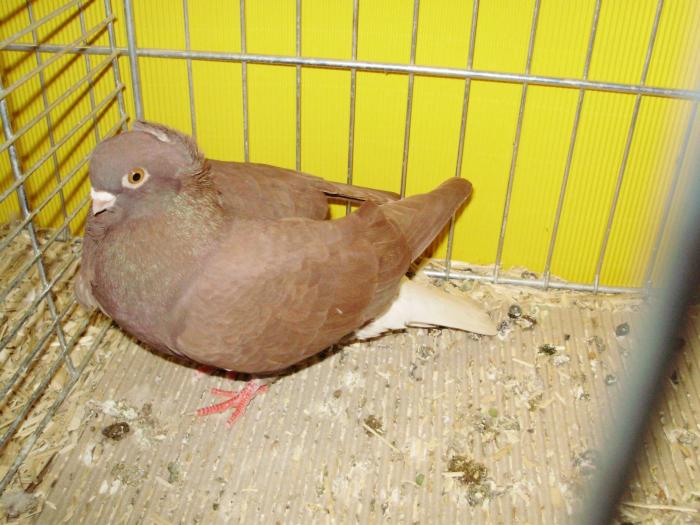 13411b hamburger sticken 1 - 1505 partea 6