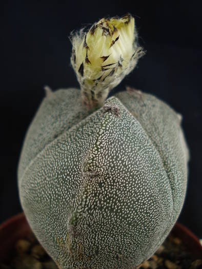 ASTROPHYTUM MYRIOSTIGMA. var. TRICOSTATUM - Cactusi