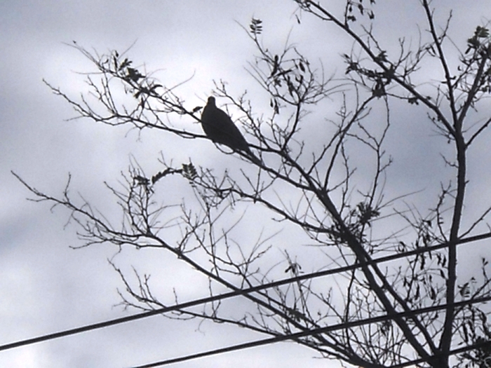 Picture 264 - aspecte insecte si alte vietati de prin paduri si parcuri