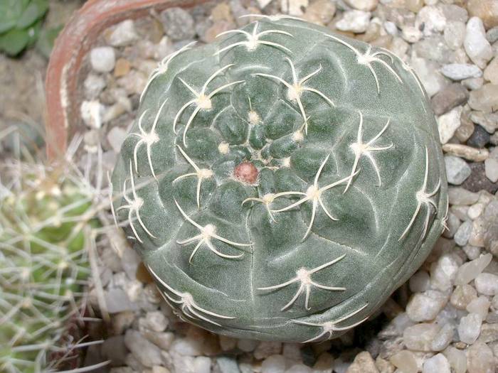 Gymnocalycium uebelmanianum