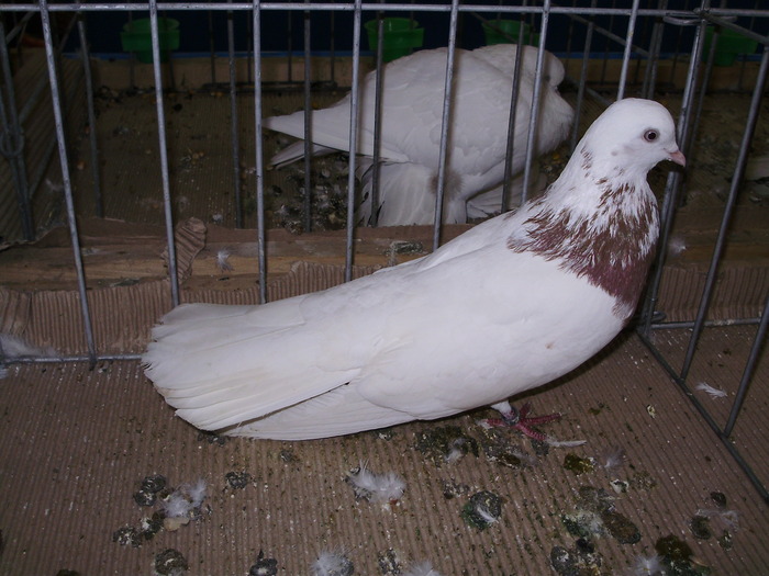 10564 esc 0 - 1507 partea 6a