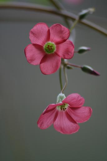 oxalis  - plante 2008