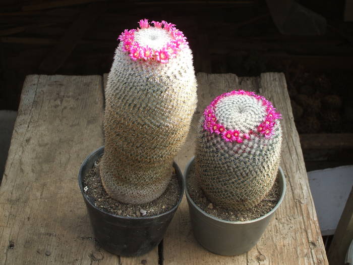Mammilaria lanata - colectia mea de cactusi