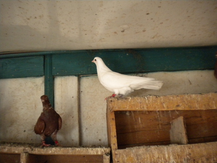 DSCN0621 - 1752 Ion Coltescu si Doru Dumitrescu