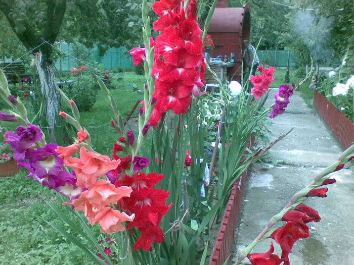 gladiole colorate:) - plantute de afara