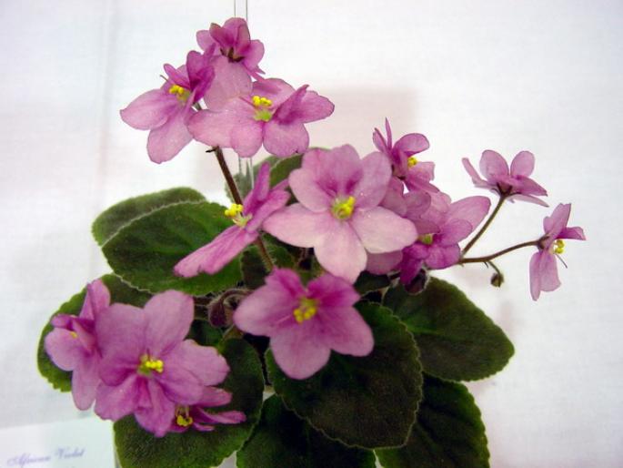 Robs_Fiddle_Faddle_2005avsa_3 - violete de pe net 1