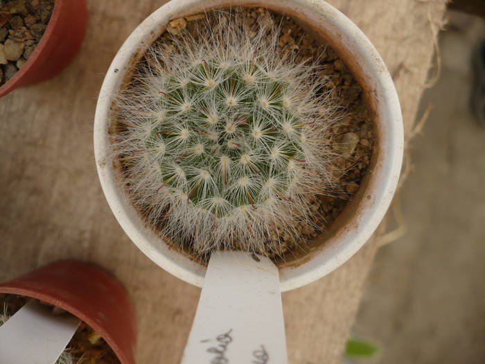 Mamillaria bocasana boboci mititei - Cactusi 2009