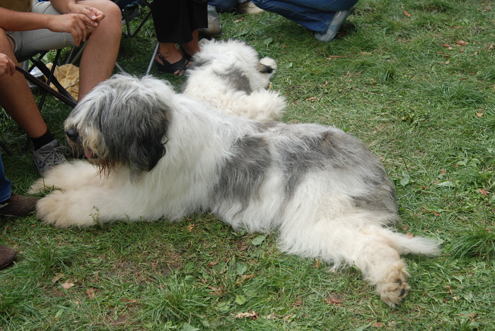 DSC_0240 - Concurs international de frumustete canina 2009 TgMures