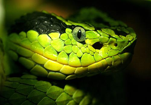 amazing-snake-pictures27[1] - SERPI