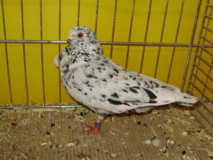 13745 itowl gesprenkelt 1 - 1505 partea 6