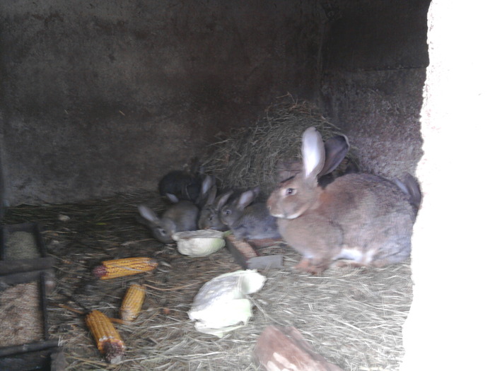 Fotografie0095 - de vanzare pui iepuri rasa urias belgian