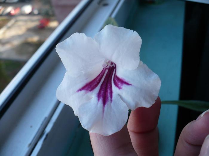 Streptocarpus Pocahontas