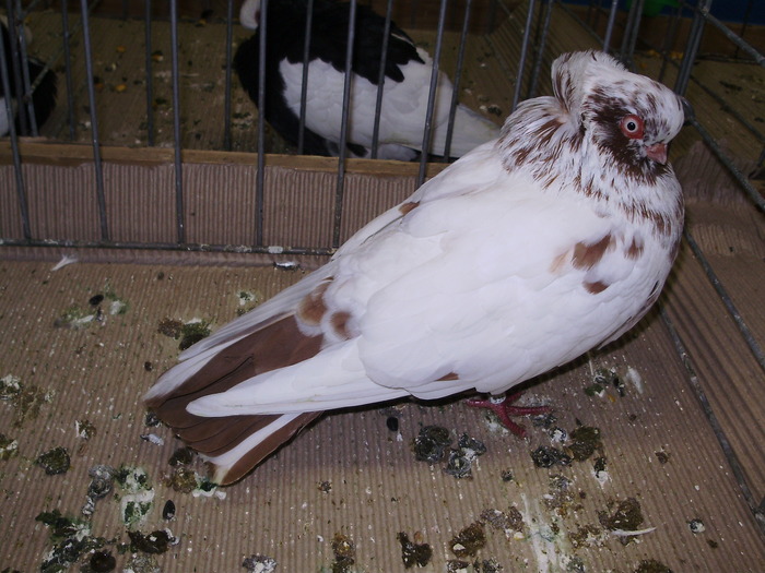 11289 k 1 - 1507 partea 6b