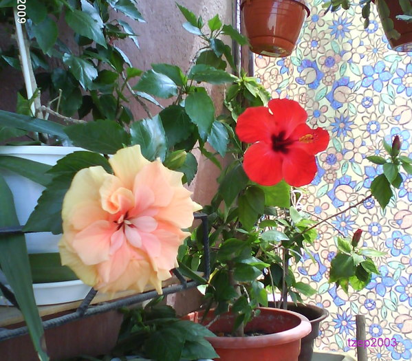 DSC00160 - Flori 2009