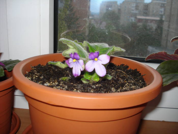 violeta tip ghiocel - flori - violete si gloxenii