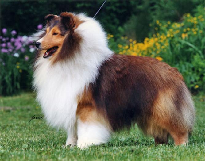 Shetland Sheepdog4 - NET Other Cannidae