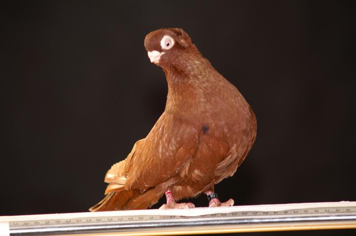 Picture 073 - jucatori de constanta