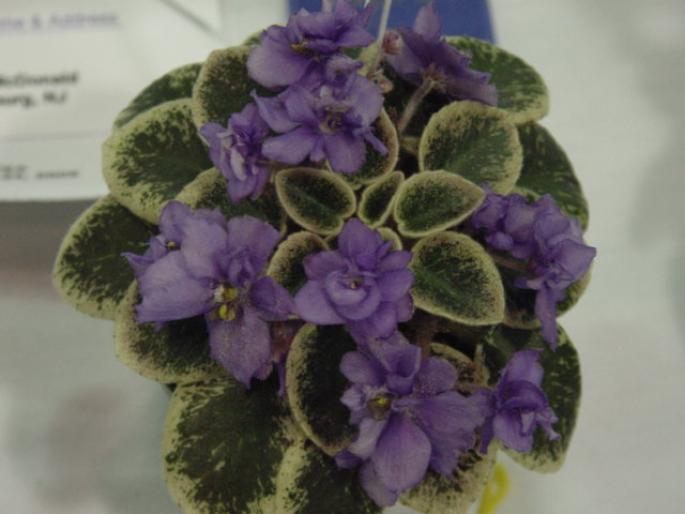 Shy_Blue_2005avsa - violete de pe net 1